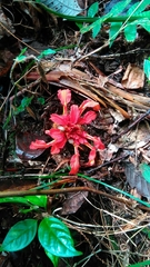 Etlingera