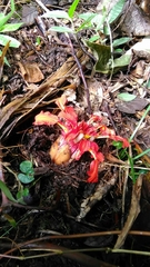Etlingera