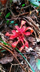 Etlingera