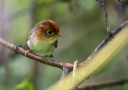 Sunda Warbler (Phylloscopus grammiceps), photo 5