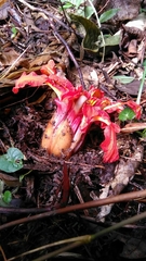 Etlingera