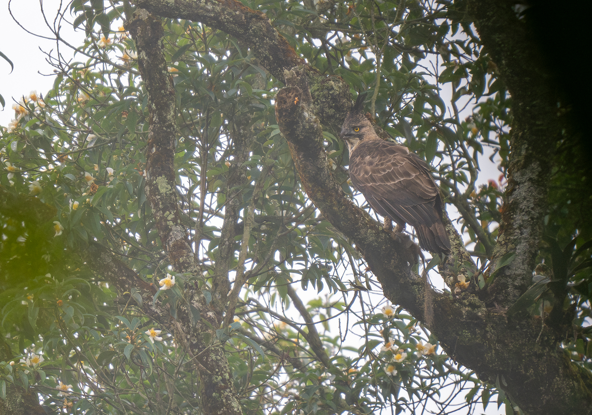 Javan Hawk-Eagle (Nisaetus bartelsi), photo 2