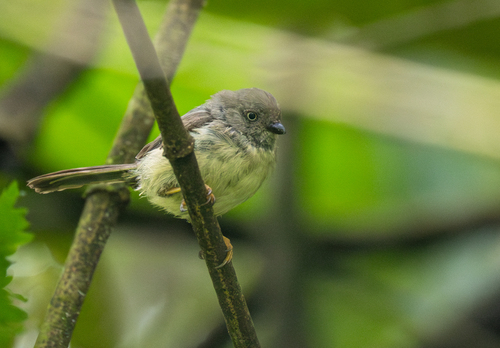 Pygmy Bushtit (Aegithalos exilis), photo 6