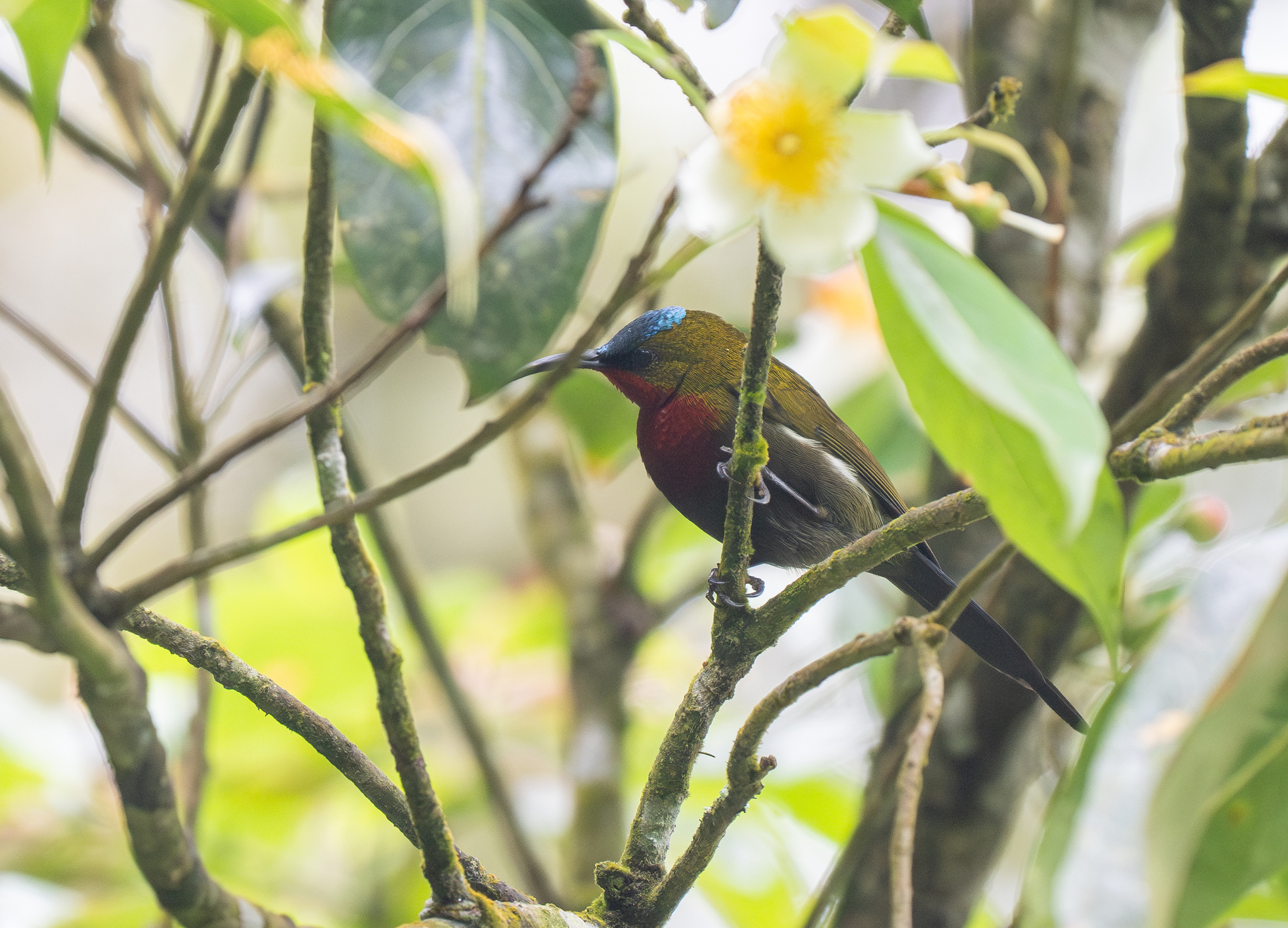 White-flanked Sunbird (Aethopyga eximia), photo 6