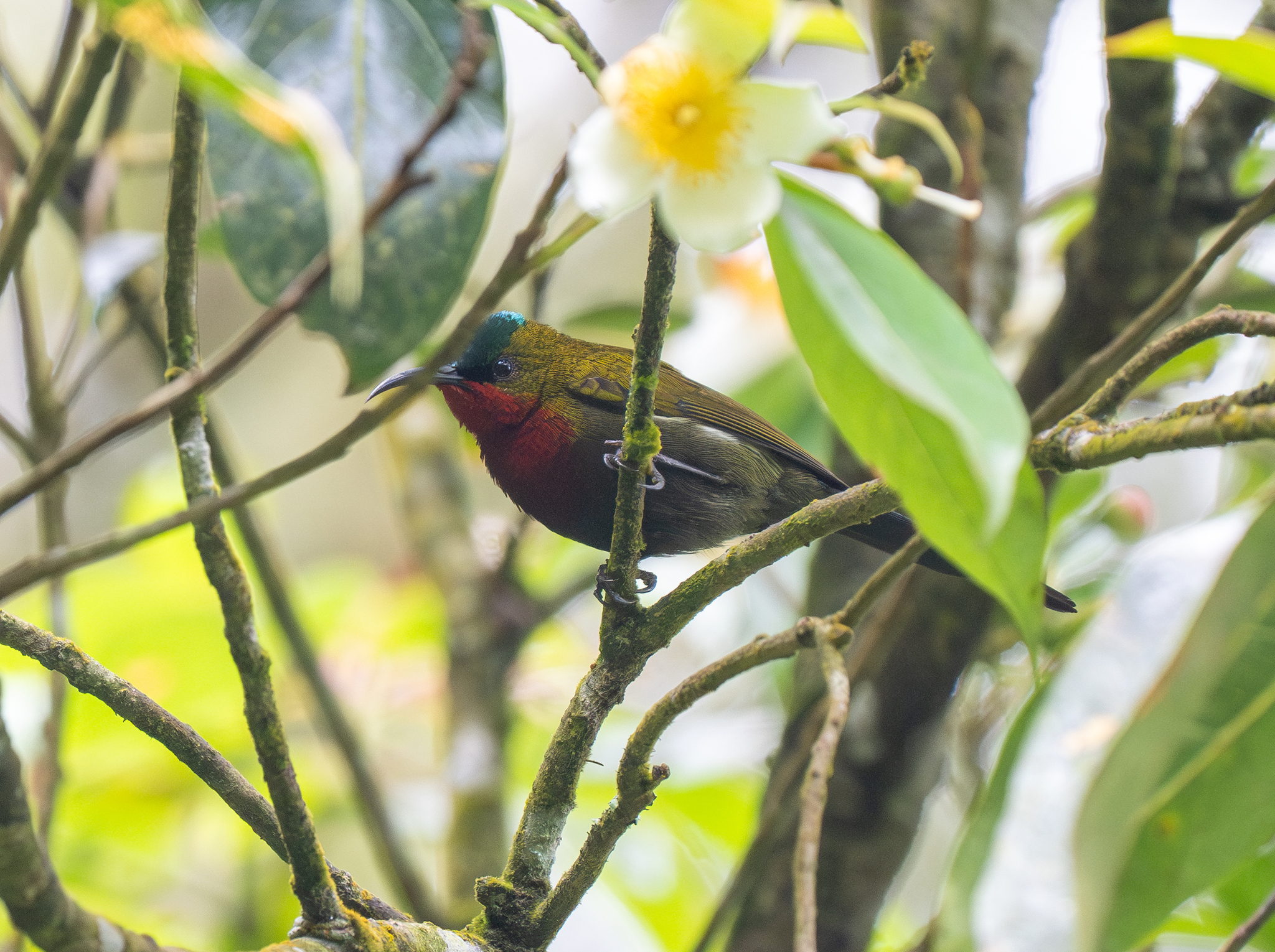 White-flanked Sunbird (Aethopyga eximia), photo 5