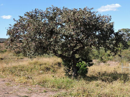 Qualea parviflora