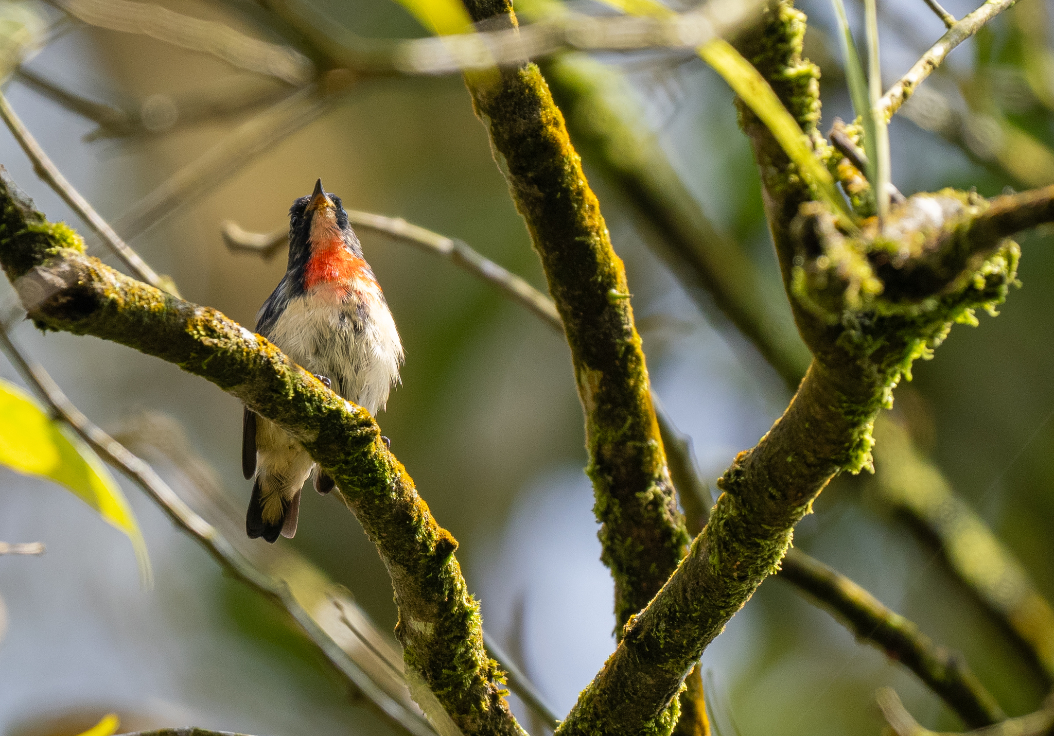 Javan Flowerpecker (Dicaeum sanguinolentum), photo 2