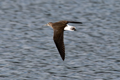 Green Sandpiper photo 5