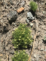 Galium andrewsii