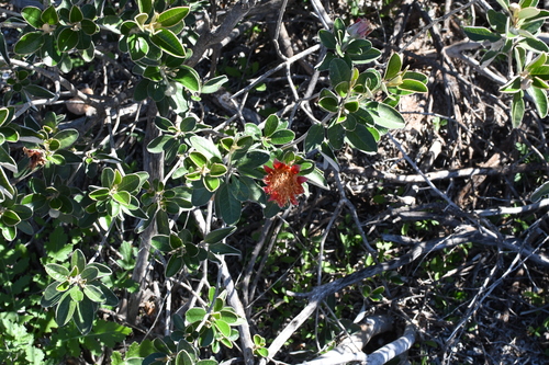 Image of Diplolaena grandiflora by (c) Em Lamond, some rights reserved (CC BY)