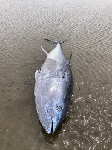 Atlantic bluefin tuna (Thunnus thynnus) — Scombridae — 2