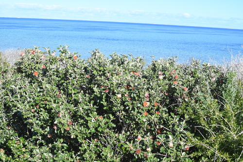Diplolaena grandiflora (Diplolaena grandiflora)