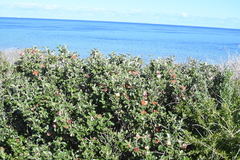 Diplolaena grandiflora, photograph (c) Em Lamond, some rights reserved (CC BY)