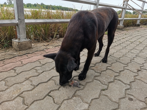 Domestic Dog