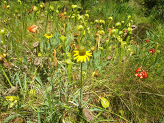 Rudbeckia glaucescens