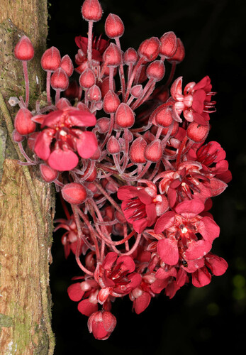Foto de Cacauí
