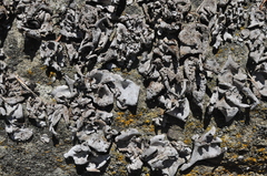 Dermatocarpon reticulatum