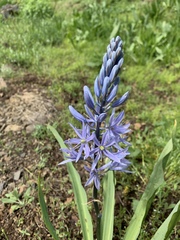 Camassia cusickii