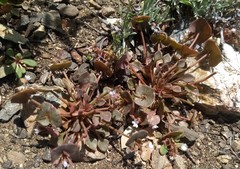 Claytonia rubra rubra