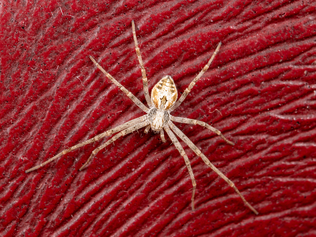Rhysodromus xinjiangensis