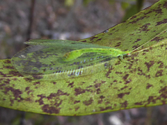 Apochrysa lutea
