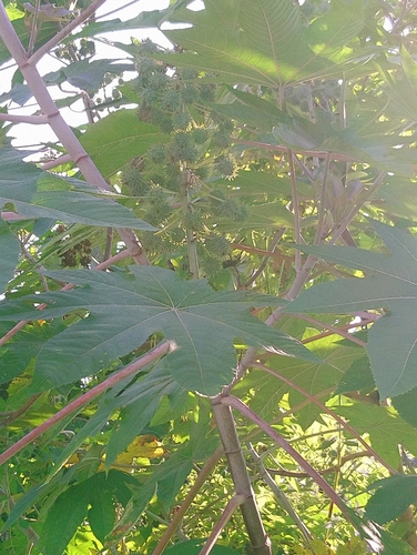 castor bean
