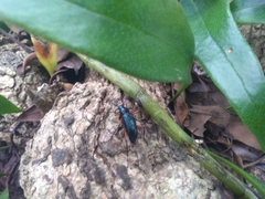 Strongylium erythrocephalum