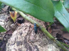 Strongylium erythrocephalum