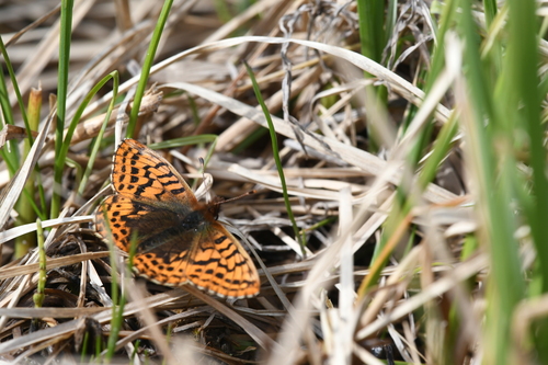 Frigga Fritillary photo 3