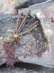 Splachnidium rugosum