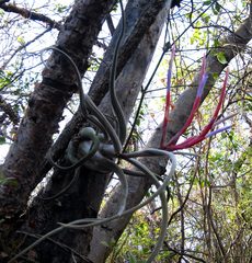 Tillandsia caput-medusae