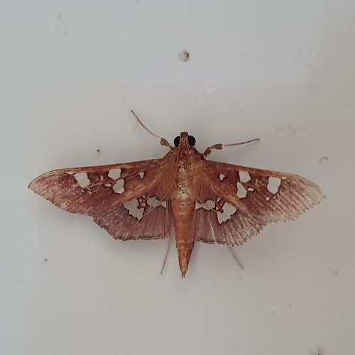 Phostria temira