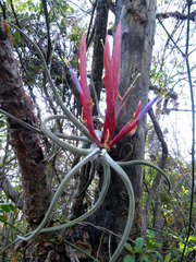 Tillandsia caput-medusae