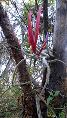 Tillandsia caput-medusae