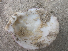 Spondylus echinatus