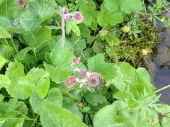 Geum rivale