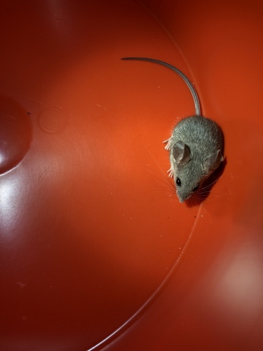 iNaturalist observation photo of Cactus Deermouse