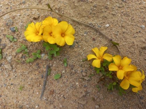 Image of Oxalis perdicaria by (c) Andrea Eyquem, some rights reserved (CC BY)