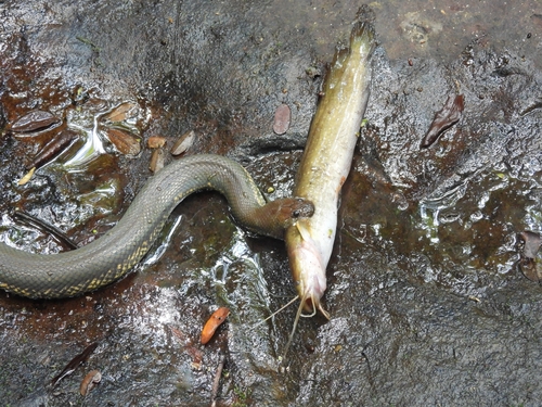 Kapuas Mud Snake