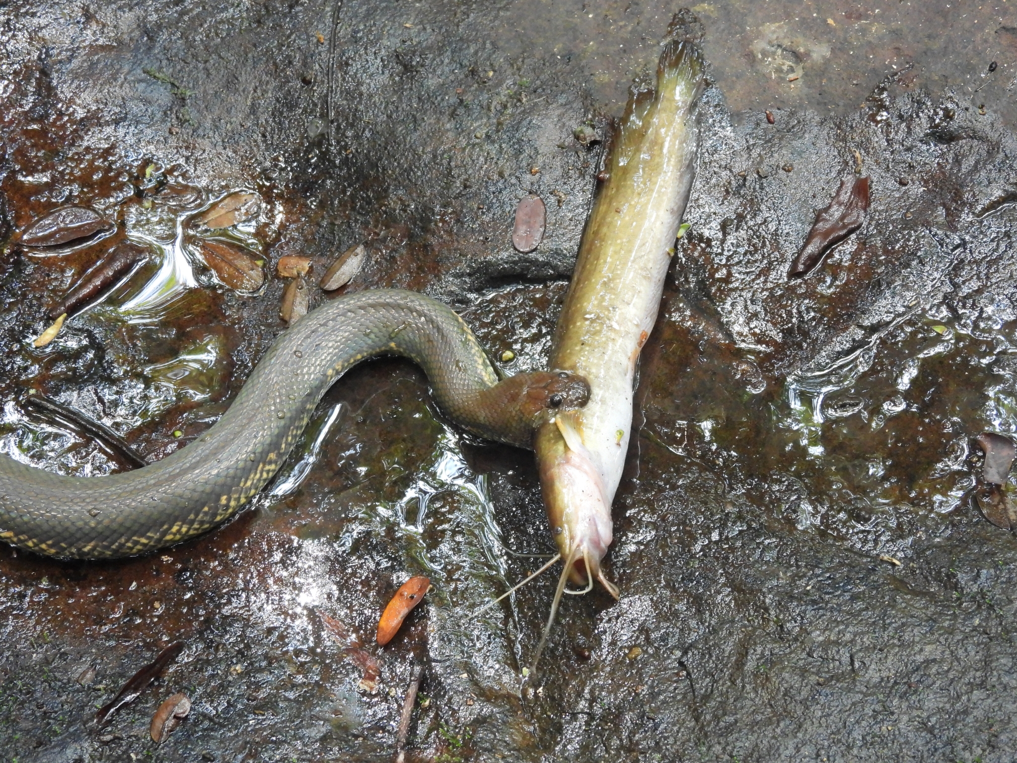 Kapuas Mud Snake
