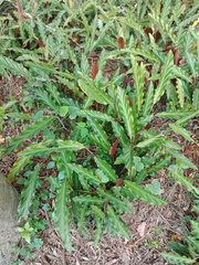 Goeppertia rufibarba