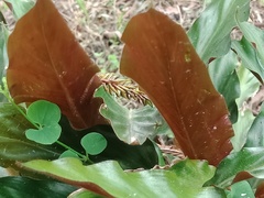 Goeppertia rufibarba