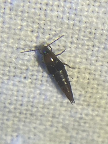 Atanygnathus, 2024-07-28