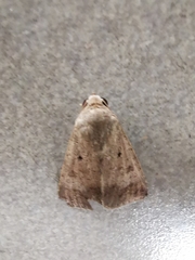 Pandesma quenavadi