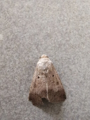 Pandesma quenavadi