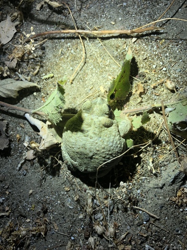 iNaturalist observation photo of Red-spotted Toad