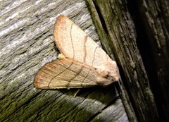 Charanyca trigrammica