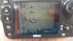 Carcinoscorpius rotundicauda