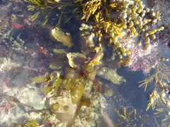 Carpophyllum flexuosum