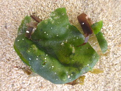 Dictyosphaeria cavernosa